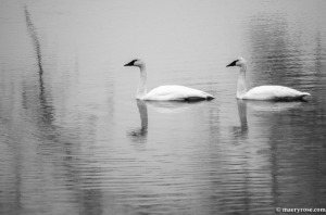 swans on Mississippi River