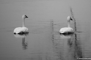swans on Mississippi River