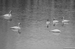 swans on Mississippi River