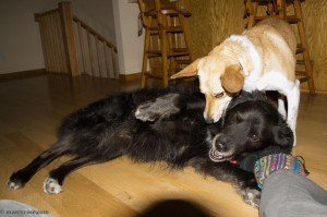 dogs playing indoors