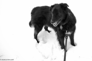 dog in snow