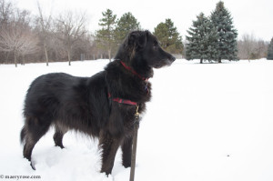 dog in snow