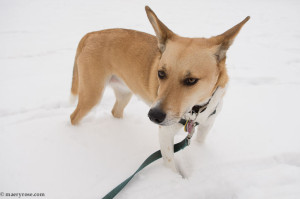 dog in snow