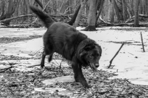 dog playing in the woods