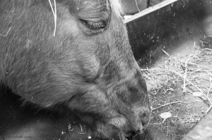 horse eating hay