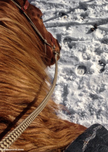 horseback riding in snow