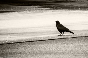 crow