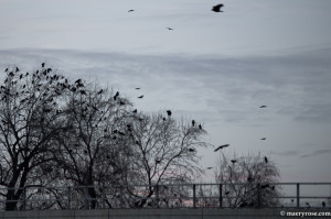 crows gathering