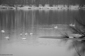 Swans on Mississippi River