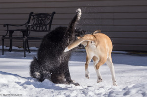 dogs playing in snow