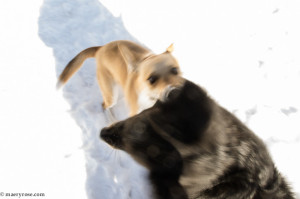 dogs playing in snow