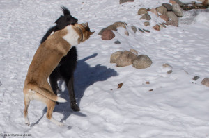 dogs playing in snow