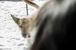 dogs playing in snow