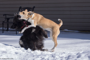 dogs playing in snow