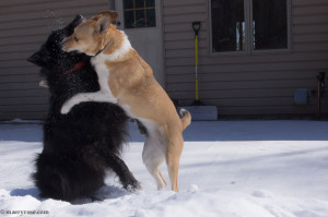 dogs playing in snow