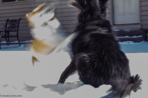 dogs playing in snow