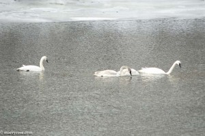 swans on Mississippi River