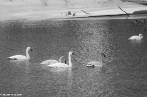 swans