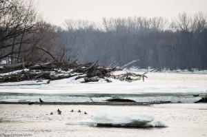 ducks and crow on Mississippi River