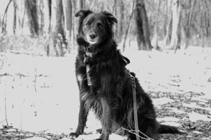 dog