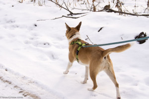 dog walking in snow