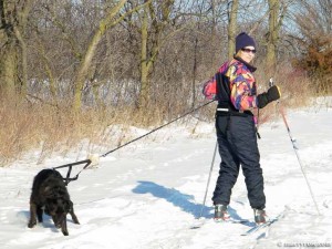 skijoring badly