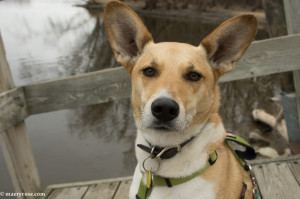 dog on fishing dock