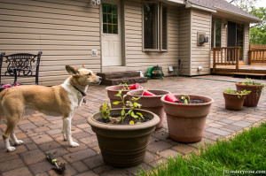 container gardening