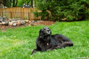 dog by pond