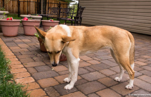 dog on patio