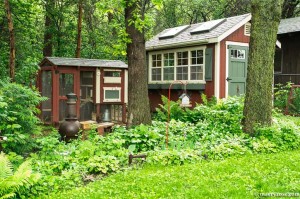 chicken coop and shed