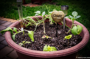 container gardening