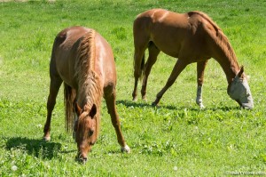 horses grazing