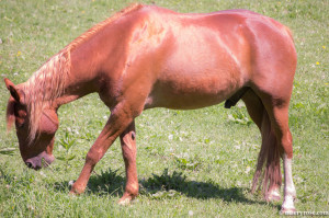 horse grazing