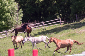 mares running