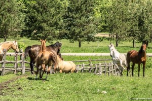 mares running