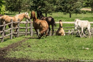 mares running