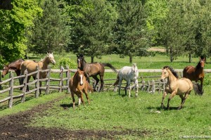 mares running