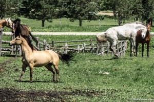 mares running