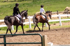 dressage schooling show warmup