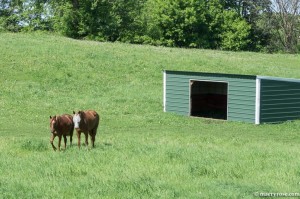 horses walking in pasture