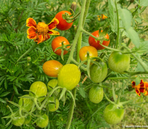 Grape Tomatoes