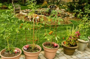 Tomato Plants