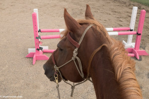 horse standing by jump