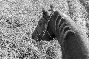 horseback riding