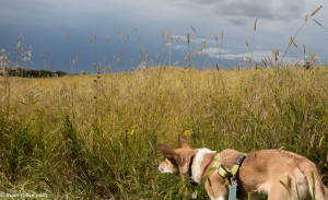 dog walk in a field