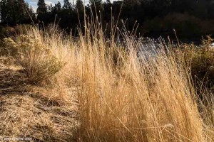 Deschutes River