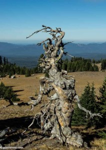 tree that looks human