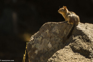 Golden-mantled Ground Squirrel