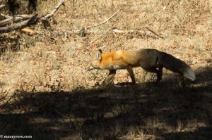 fox